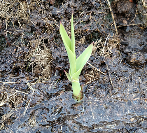 giant-reed-emerging