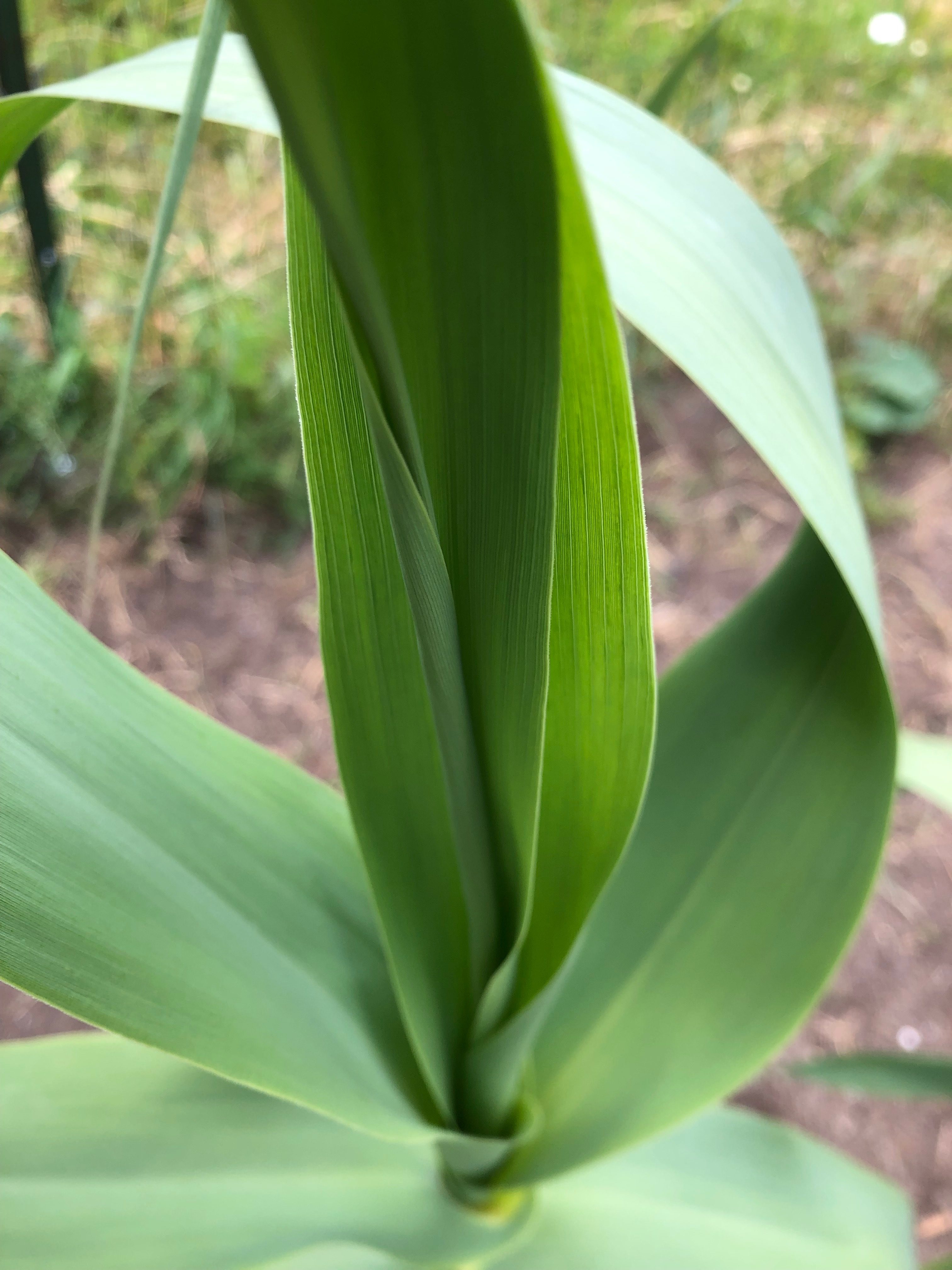 new growth from giant reed